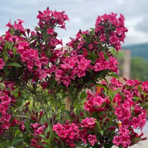 Vajgela kvetnatá (Weigela florida) ´BRISTOL RUBY´ výška: 40-60 cm, kont. C5L 